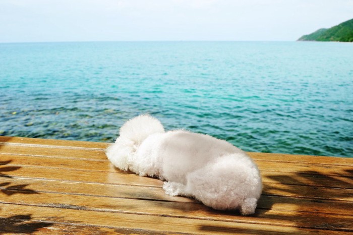 日光浴する犬の背中