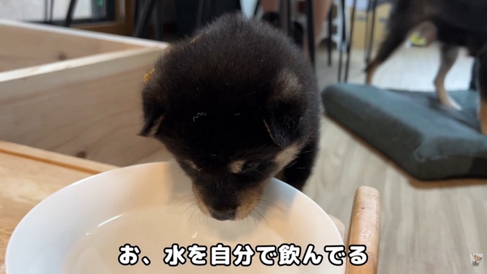 上手に水を飲めています