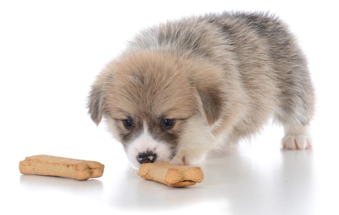 おやつの前で悩む子犬