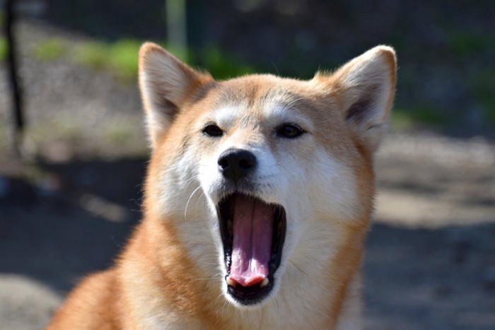 あくびをする柴犬