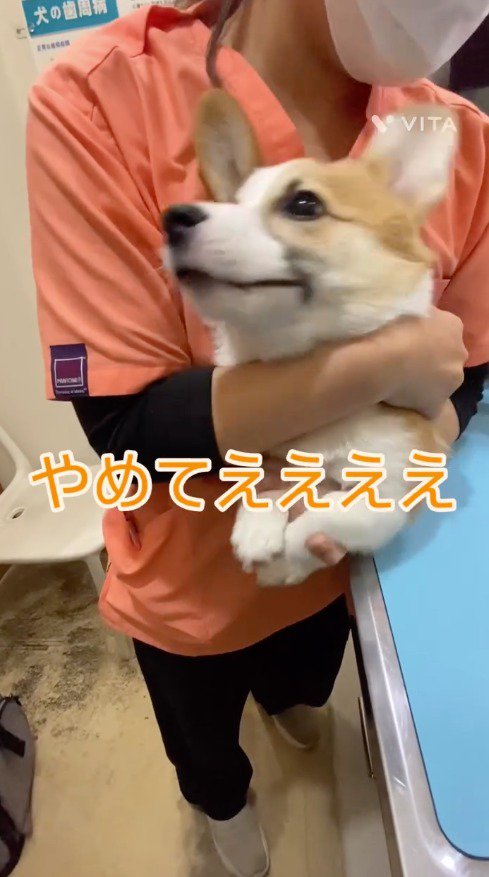 看護師に保定されながら暴れる犬