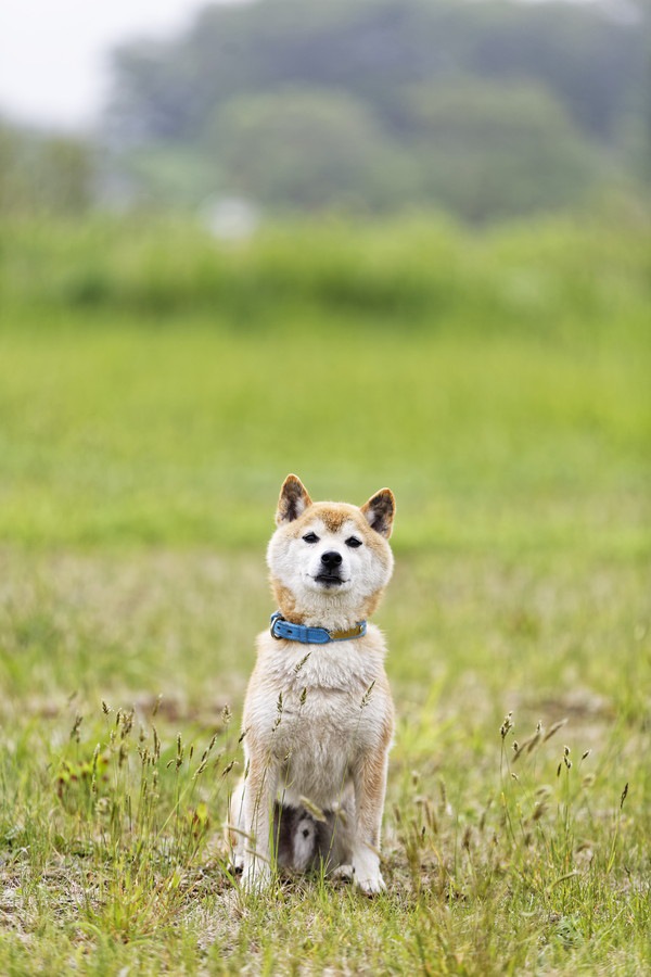 オスワリする犬