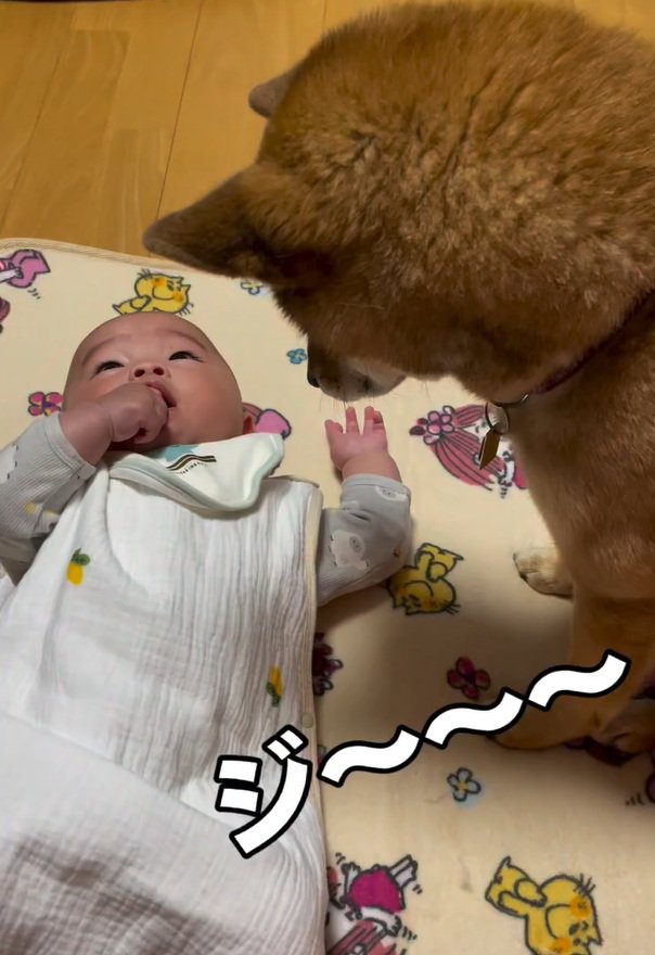 息子さんを見つめるきなこちゃん1