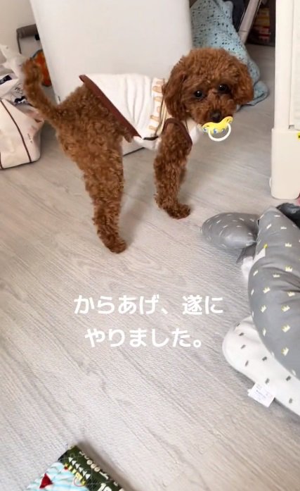 飼い主さんを見るからあげちゃん