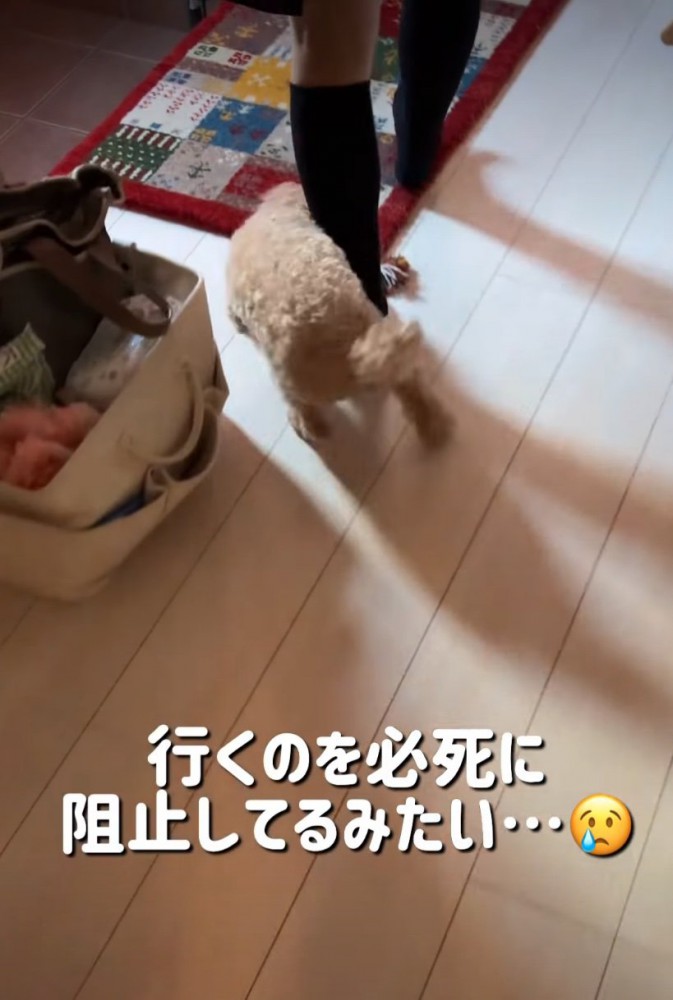 足にまとわりつく犬
