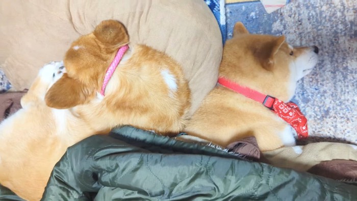 枕を奪われたスティーブくん7