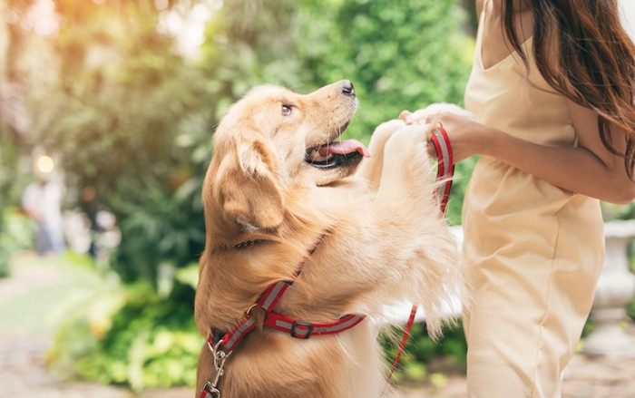 立ち上がって飼い主と手を繋ぐ犬