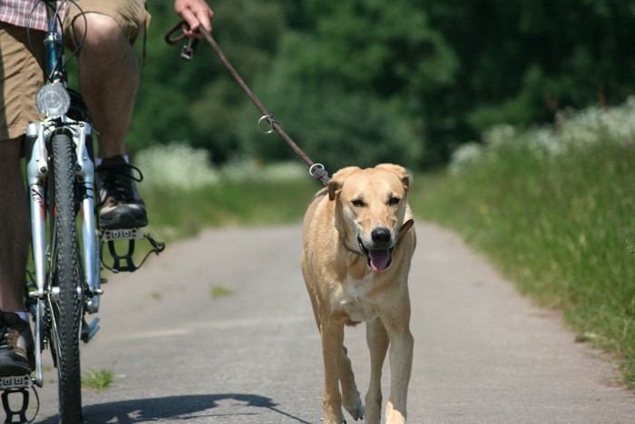 自転車で散歩する犬