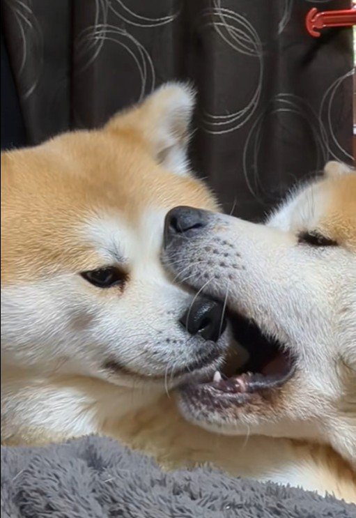 ひめちゃん&まろ君3