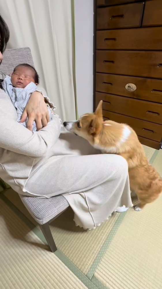 まじまじと赤ちゃんを見つめるコーギー