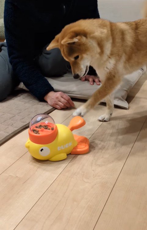 オヤツが出るおもちゃで遊ぶすずちゃん7