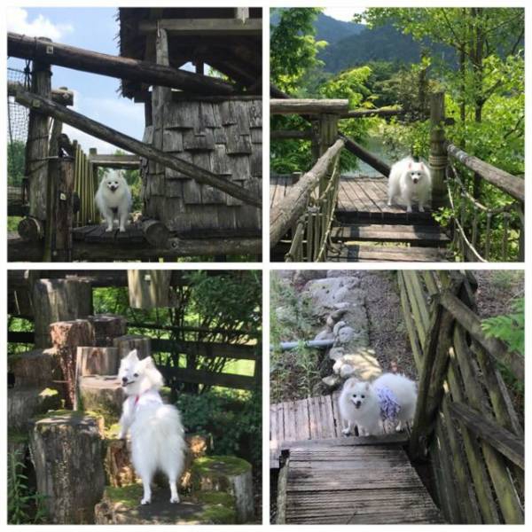 アスレチックで遊ぶ犬