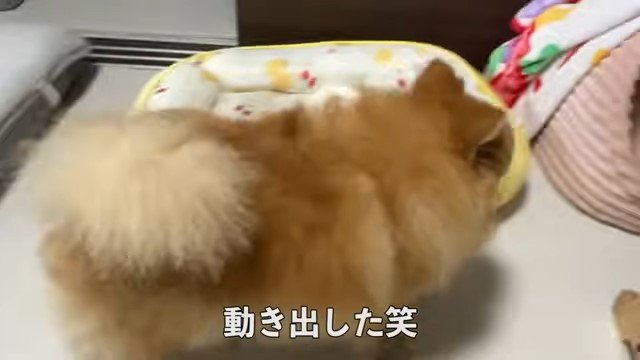 歩く犬