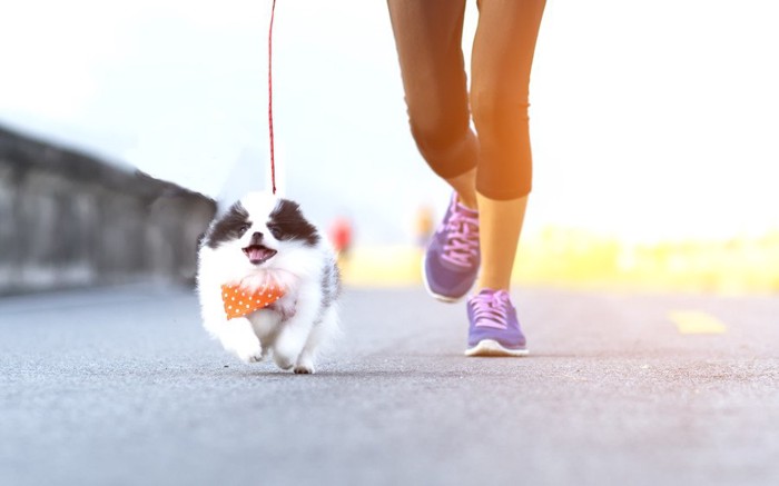 飼い主とランニングする犬