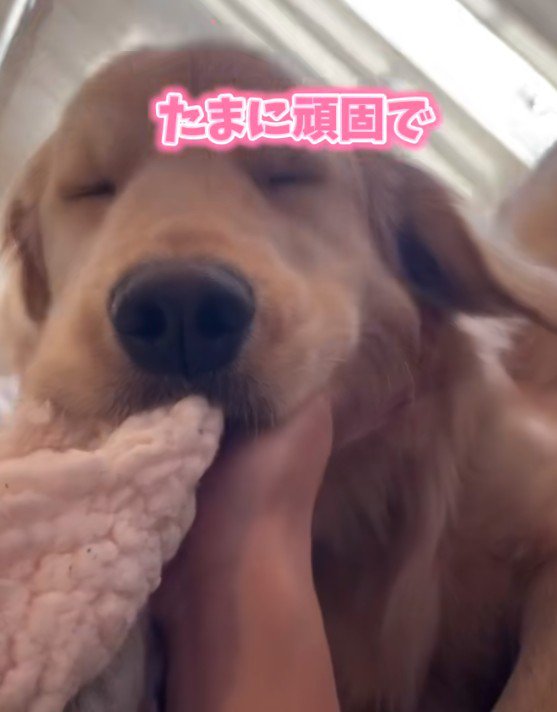 たまに頑固で…
