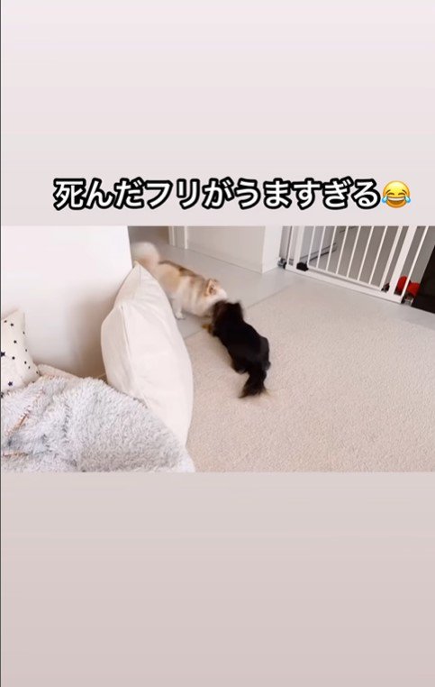 えびちゃんの死んだフリ3