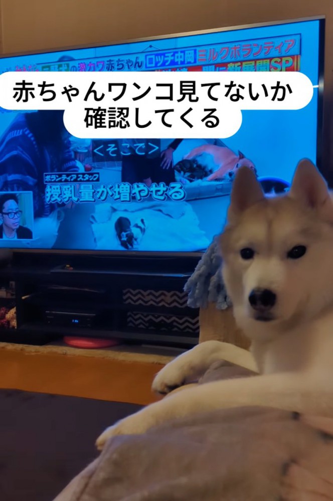 見つめる犬