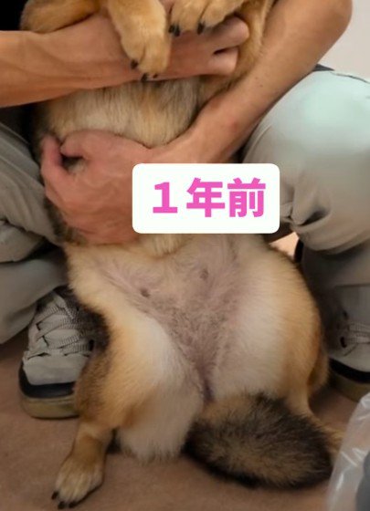 ビビりの保護犬と家族に…