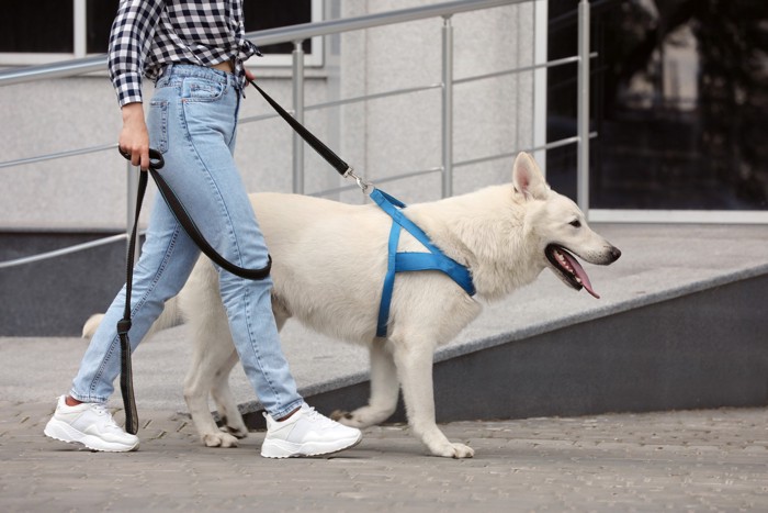 飼い主と一緒に路上を散歩するホワイトスイスシェパード