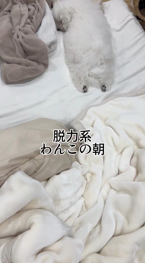 布団の上でうつぶせになって寝る犬