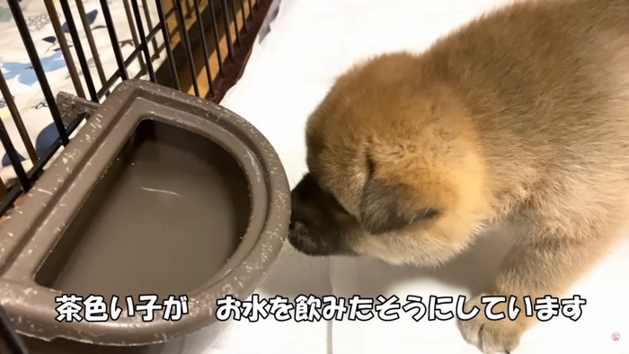 お水のボウルにビクビクするアン君