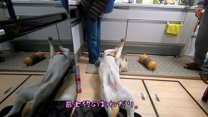 おなかを見せる大型犬