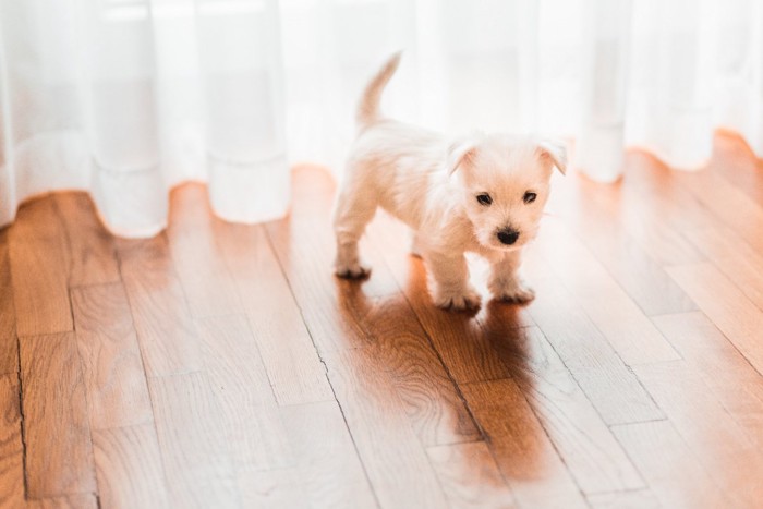 部屋の中を歩き回る子犬