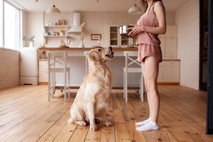 マテに従うごはんを見つめる犬