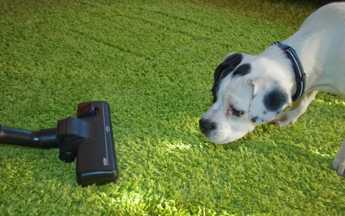 掃除機に向かって威嚇する犬