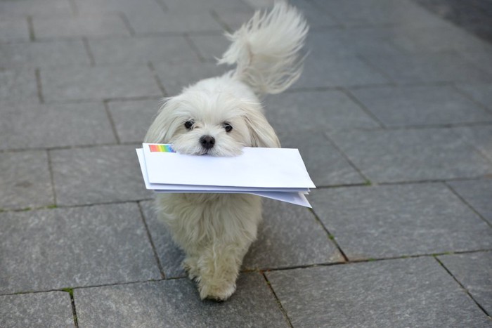 手紙を咥えながら歩く犬