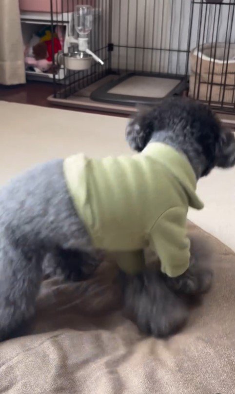 さくらちゃんのハウス成功