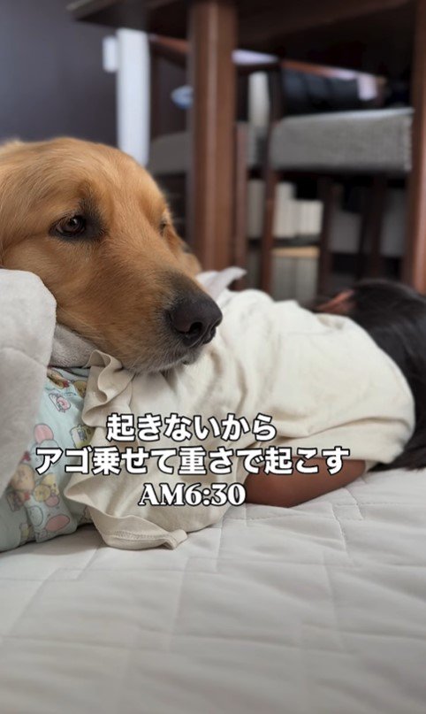 2人の女の子とシンバくんの夏休み