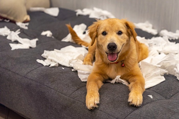 いたずら現場で笑顔の犬