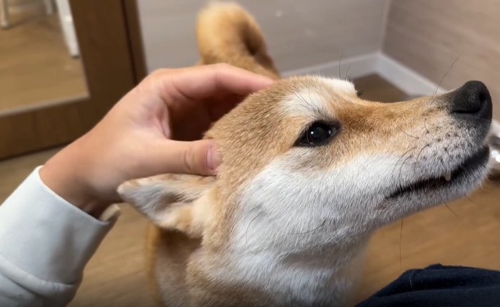 なでられる犬4