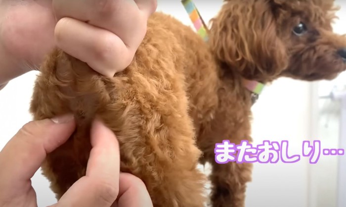 「またお尻という犬」