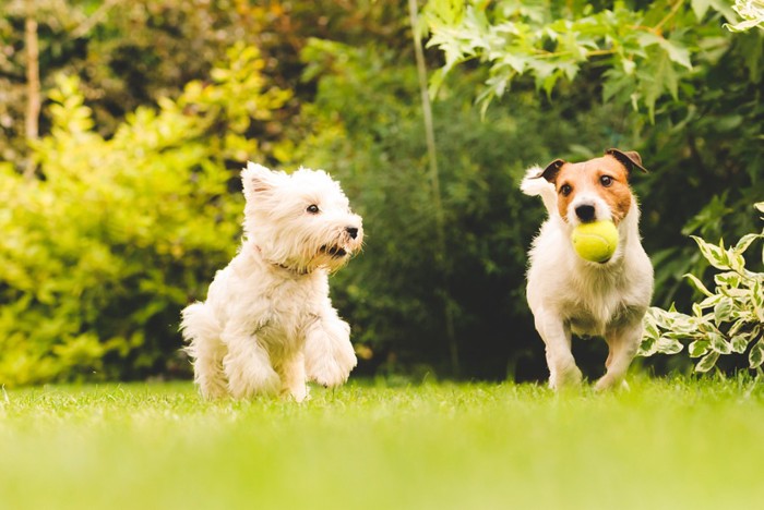 ボールを咥える犬とそれを見つめる犬