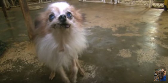 顎がゆがんだ犬