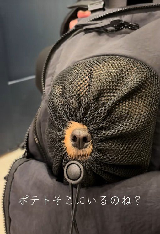 リュックに入るポテトちゃんとウニちゃん8