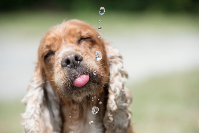 水の雫と犬のアップ