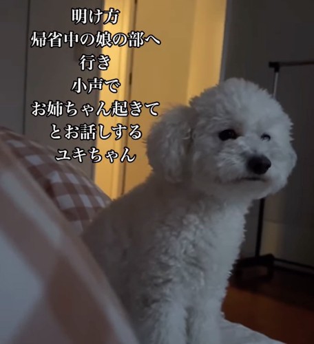 切ない表情の犬