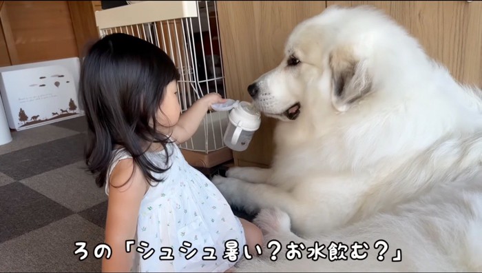 白い大型犬に自分のコップを差し出す女の子