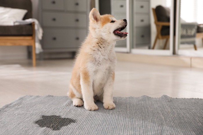 おしっこした秋田犬の子犬