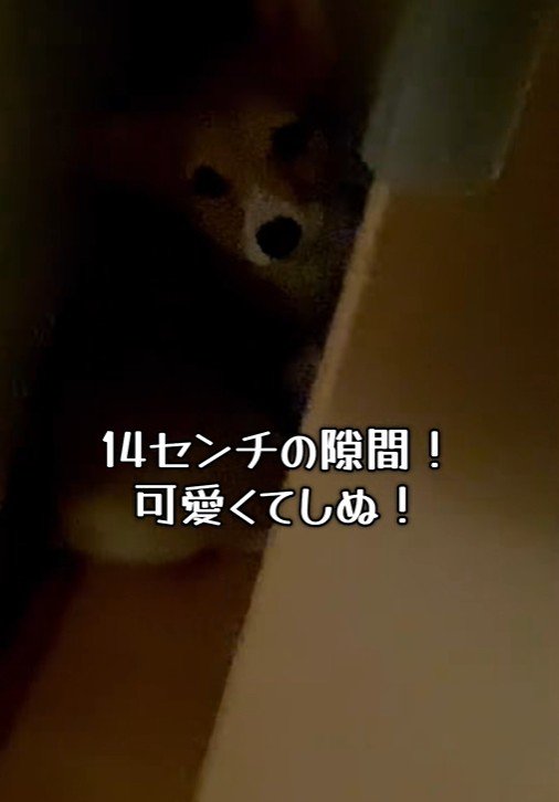 くるっと振り向いています