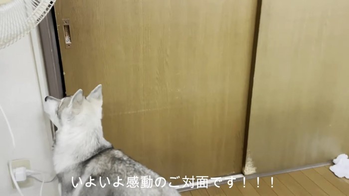 飼い主さんを待ついちみちゃん2