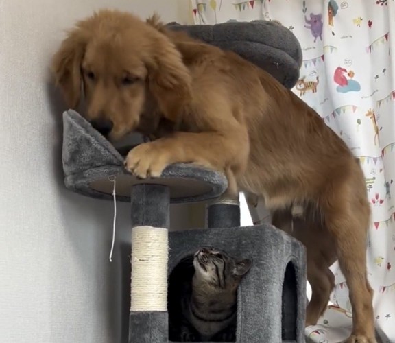 小さなステップに乗る犬