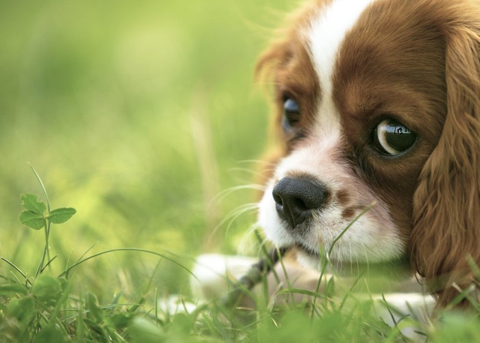 草の上で伏せている犬の顔