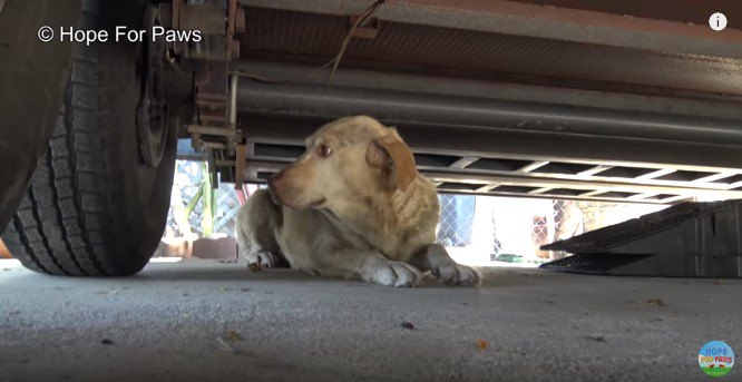 視線をはずす犬