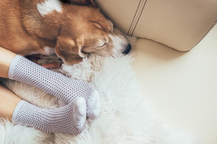 くつろぐ飼い主の足元で眠るビーグル犬