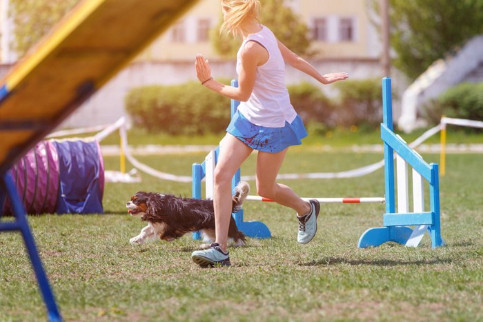 アジリティをしている犬と女性