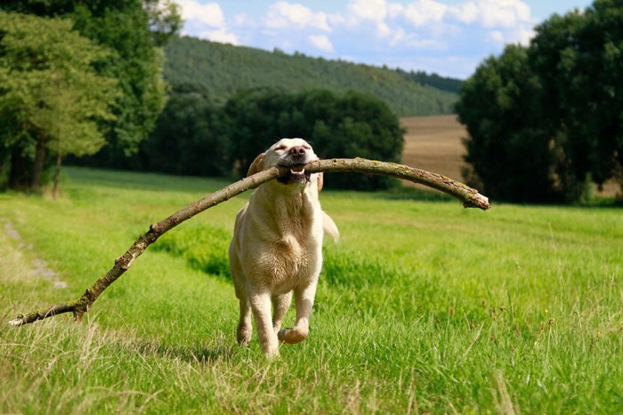 木の枝を咥えて嬉しそうに走る犬